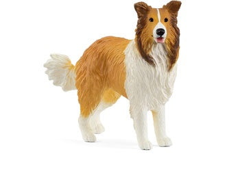 Collie 2025