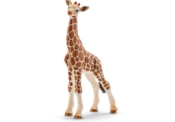 Giraffe Calf