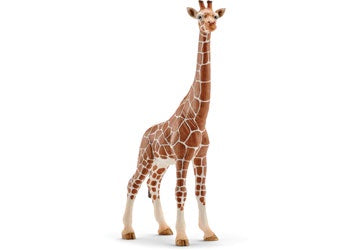 Giraffe Famale