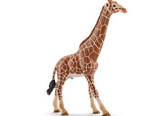 Giraffe Male
