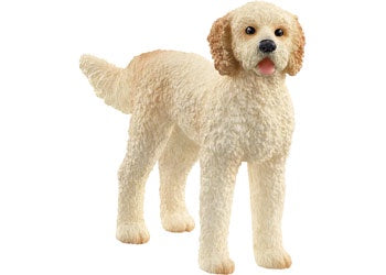 Goldendoodle