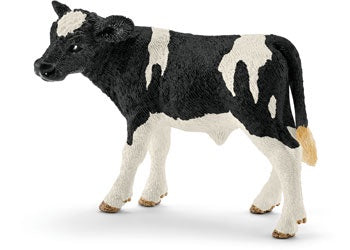 Holstein Calf