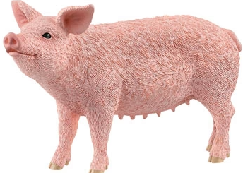 Pig