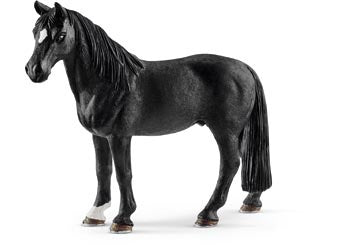 Tennessee Walker Gelding