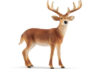 White-Tailed Buck